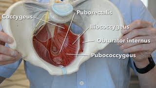 Pelvic floor muscles [upl. by Dole493]