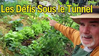 Sous le Tunnel Courgettes Prometteuses et Radis Prêts [upl. by Ellenrahc]