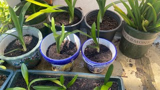 A15Clivia Miniata Guide to Repotting and Propagation [upl. by Ahsimet]