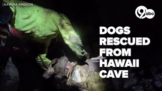 Video shows dogs being rescued from deep inside cave in Hawaii [upl. by Kanter]