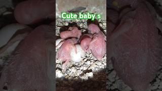 Meet My Adorable Baby Budgies shortspuneribudgies [upl. by Hilario]