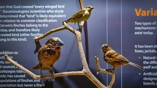 Darwins Finches with Ken Ham [upl. by Corson513]