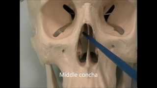 Osteology of the Skull 7 The Face [upl. by Joellyn845]