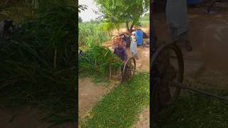 High Speed Chaff Cutter Machine operating With bull punjablook trendingshorts ytshorts [upl. by Annadiana]