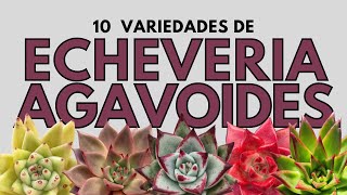 10 Variedades de Echeveria AGAVOIDES [upl. by Ednyl]