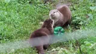 Kleinklauwotters geluid  Oriental smallclawed otters sound  Olmense ZOO [upl. by Ardnusal]