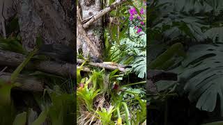 Thraupis palmarumtangara palmera birds nature wildbirds aves wildlife thanks4u👍subscribe🦜🫶 [upl. by Haymes]