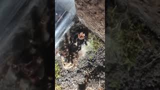 Tarantula moulting timelaps lasiodora parahybana [upl. by Eanod322]