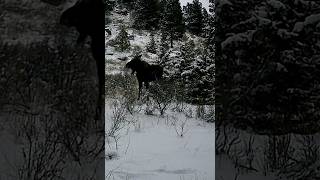 CAUGHT Moose Sheds Antler on Camera in Montana moose wildlife montana trailcam hunting [upl. by Alleunamme687]