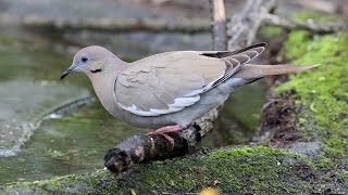 Whitewinged Dove [upl. by Lisabeth]