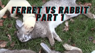 Ferret hunting for rabbits part 1 Shorts hunt ferral [upl. by Siravat776]