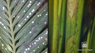 Areca palm leaves amp stocks with white amp brown spotsScales Infestation 100 method to get rid [upl. by Ecirp897]