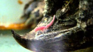 Alligator Snapping Turtle Tongue [upl. by Larue]