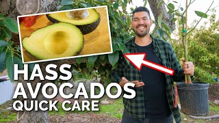 How to Grow Hass Avocados Quick Care Guide [upl. by Yleen570]