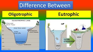 Difference Between Oligotrophic and Eutrophic [upl. by Hagar60]