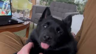 Cutest Schipperke dog on earth gets head scratches [upl. by Oakman]