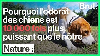 Comment les chiens sententils [upl. by Eek]