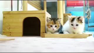 Baby cats cute and funny moment 111  meowYT [upl. by Magbie571]