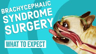 Brachycephalic Syndrome Surgery  What to Expect [upl. by Rorrys]