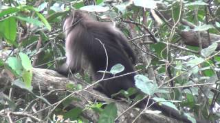 GreyCheeked Mangabey [upl. by Lisette945]