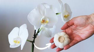 Il fertilizzante miracoloso per le orchidee a costo zero [upl. by Roland2]