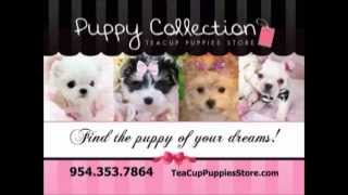 Teacup Puppies Store  TEACUP PUPPIES FOR SALE 9543537864 httpwwwTeacupPuppiesStorecom [upl. by Assirrec]