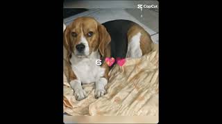 I love Beagles  amo a los Beagles [upl. by Zipnick]