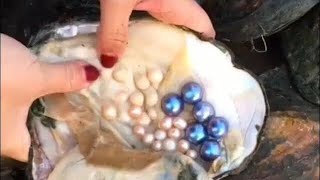 Real Pearls from Oyster  Taking out Pearls from Sea Shells  Opening Oyster Pearls [upl. by Murphy]