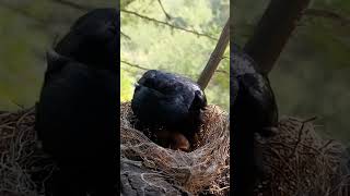 Black drongo bird babies P 14 shorts ytshorts [upl. by Aile844]