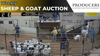 1252023  Producers Livestock Auction Company Sheep amp Goat Auction [upl. by Currier737]