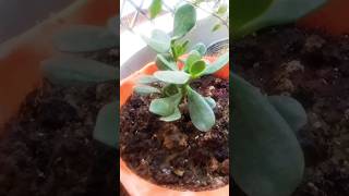 Crassula plantcare tips plants indoorplantsoutdoorplants‎shortsvideo goodlittlerocket1328 [upl. by Kennett528]