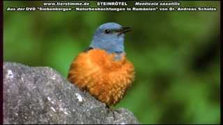 Steinrötel ein seltener Brutvogel  Monticola saxatilis [upl. by Svend]