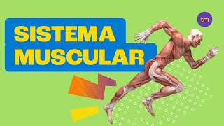 Sistema Muscular  Resumo Toda Matéria [upl. by Iruam]