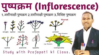 पुष्पक्रम  Inflorescence  Types of inflorescence  biology  botany  prajapati ki class [upl. by Placida890]