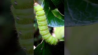 Eacles imperialis polilla imperial 🐛 Insecto Naturaleza VidaSilvestre Polilla [upl. by Nicolis225]