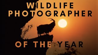 Best Wildlife Photos  Photographer of the Year [upl. by East]