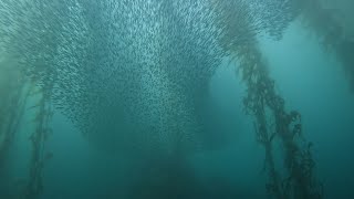 A magnificent anchovy bait ball dive at McAbee beach Monterey California [upl. by Morlee714]