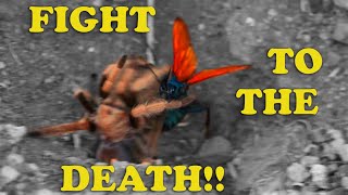 Tarantula Hawk Wasp VS Desert Tarantula DESERT SHOWDOWN FIGHT NOT STAGED SEE DISCLAIMER [upl. by Suirada830]