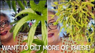 ANTHURIUM RHIPSALIS and CEROPEGIA COLLECTIONS Care tips and plant information🪴S1E28 [upl. by Ikairik]