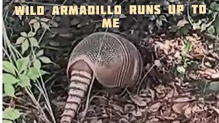 Wild Armadillos Run Up To Me In Our Yard [upl. by Aillemac]