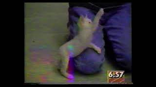 A Real Cabbit Cat and Rabbit Crossbreed In the News back in 1991 [upl. by Alilak]