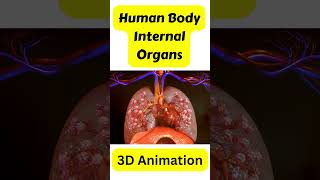 Human Body Internal Organs 3d Animation LargeSmall intestineHuman Anatomyhuman science for kids [upl. by Odlanor895]