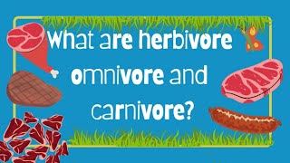 HERBIVORES  CARNIVORES amp OMNIVORES  TYPES OF ANIMALS  EATING HABITS OF ANIMALS [upl. by Laven530]