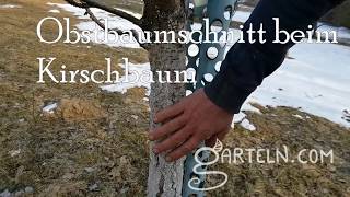 Obstbaumschnitt  Kirsche bzw Steinobst mit Dominik Schreiber [upl. by Carhart834]