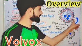 Volvox  Biology  Class  9th  Ch  01  Urdu  Hindhi [upl. by Cerelia]