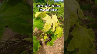 Okra yellow vein mosaic virus [upl. by Irik]