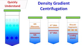 Density gradient centrifugation [upl. by Brittne785]