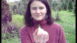 harvest stinging nettles and eating nettles raw [upl. by Eissel]