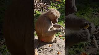 baboon sound  baboon sounds animalsouds animals animalnoises [upl. by Ephrem]