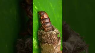 Did you know about bagworm moth caterpillar [upl. by Ogirdor360]